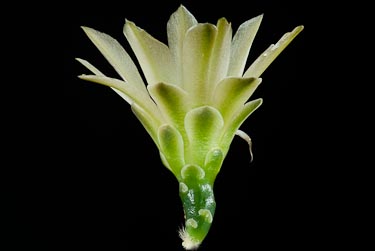 Gymnocalycium leanum ssp netrelianum
